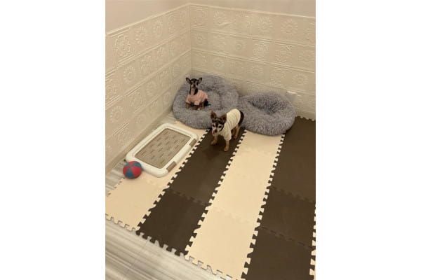 Dog Salon Mona&Mary_2