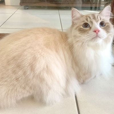 Salon FOREST CAT