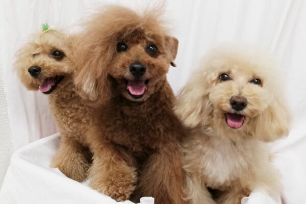 dog salon la niche