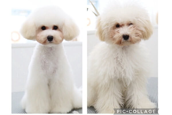 Dog Salon Fameux