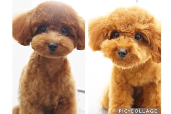 Dog Salon Fameux_1