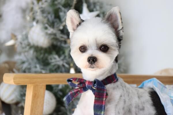 Dog Salon Fameux_2