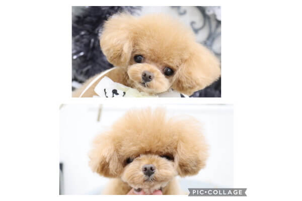 Dog Salon Fameux_3