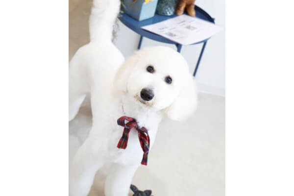 Dog Salon Fameux_4