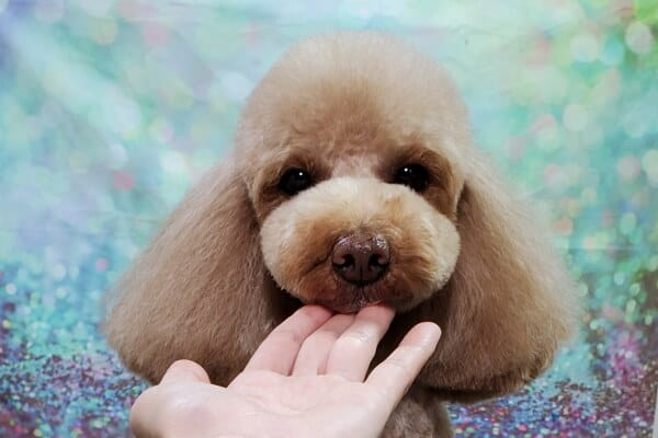 小型犬専門 dog salon らぱん