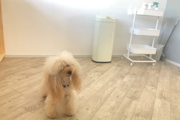 trimming salon DOG＆..._2
