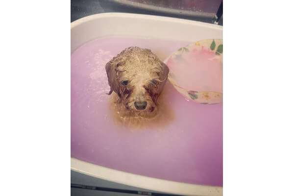 dog salon Rosa_4