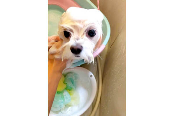 Bubble Wan Cozy_3