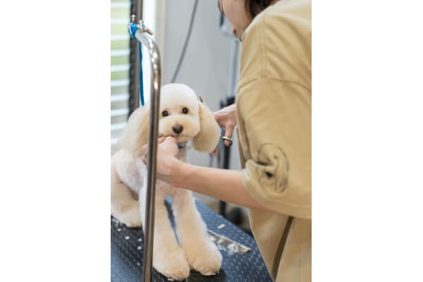 Luca trimming salon_3