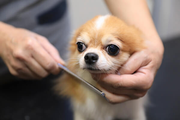 PET STOCK_4
