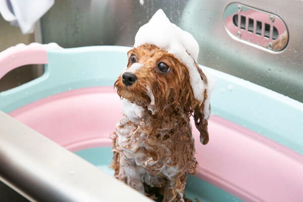 Bijou dogsalon＆hotel_4