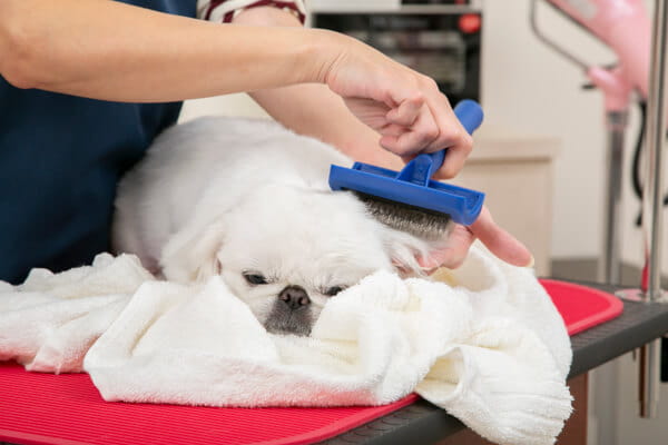 Bijou dogsalon＆hotel_3