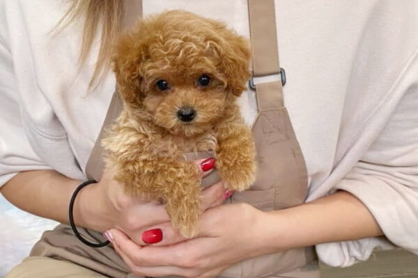 Dog Salon ammstyle_3