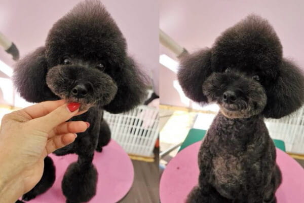 Dog Salon ammstyle_2