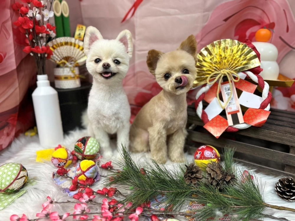 Lily’ｓDog＆Beauty_1