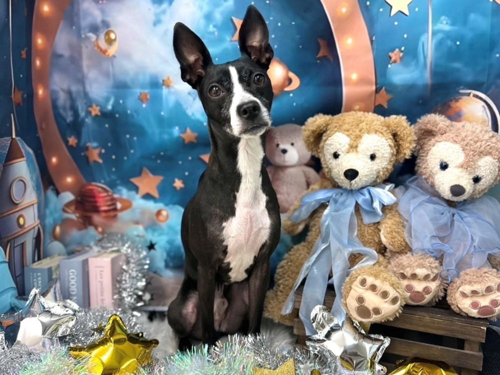 Lily’ｓDog＆Beauty_2