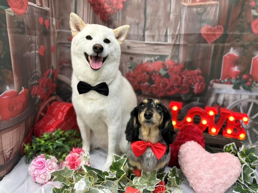 Lily’ｓDog＆Beauty_3