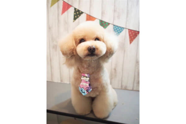 保護犬のいるドッグカフェ ゼロ_2