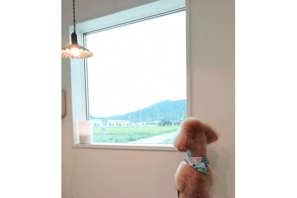 dog salon trim_3