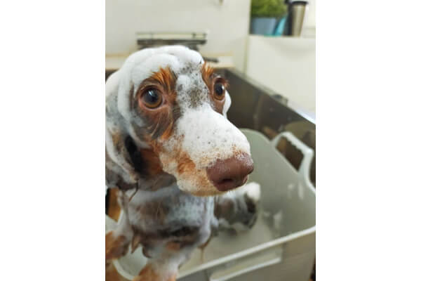 dog salon trim_4