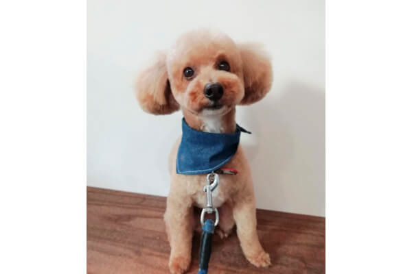 dog salon trim_2