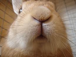 [サンプルCSVUP]ペットライフ動物病院！_3