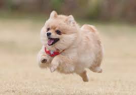 [サンプルCSVUP]ペットライフ動物病院！_1