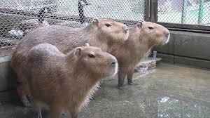 [サンプルCSVUP]ペットライフ動物病院！_4