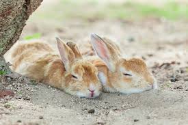 [サンプルCSVUP]ペットライフ動物病院！_5