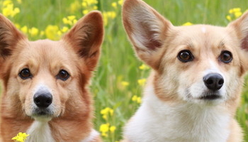 [サンプルCSVUP]ペットライフ動物病院！_7