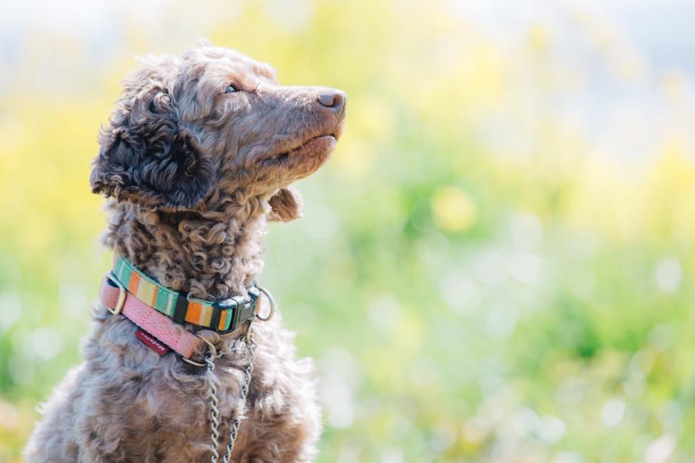 EPARKペットライフ動物病院_29