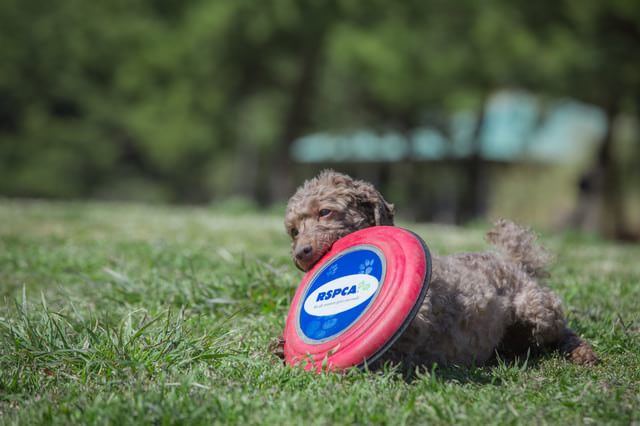 EPARKペットライフ動物病院_30