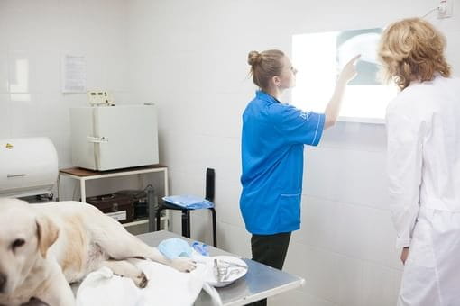 EPARKペットライフ動物病院_17