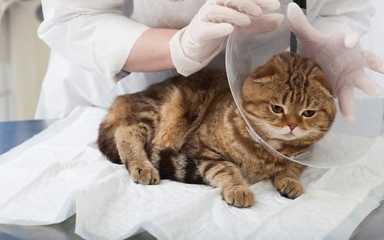 EPARKペットライフ動物病院_16