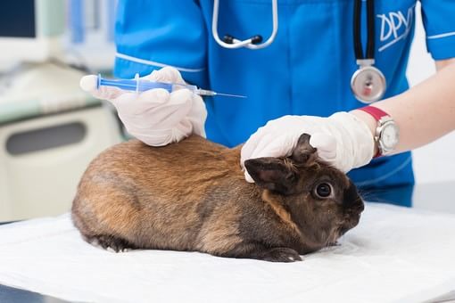 EPARKペットライフ動物病院_18