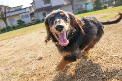 EPARKペットライフ動物病院_20