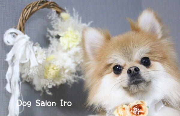 Dog Salon Iro