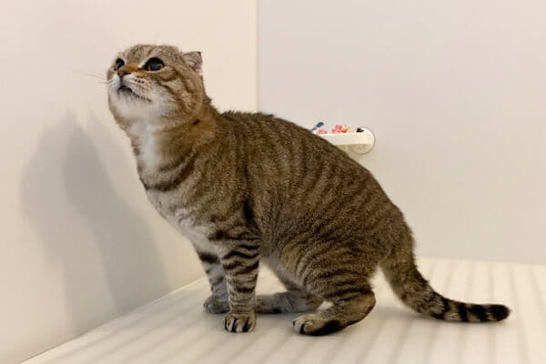 猫まんま
