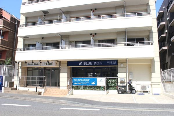 BLUE DOG