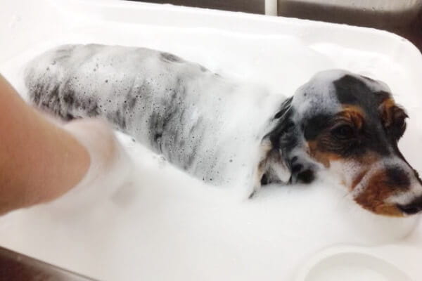 Trimming&Hotel Wan'smew本店
