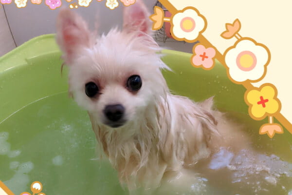 トリミングママにしうち_3
