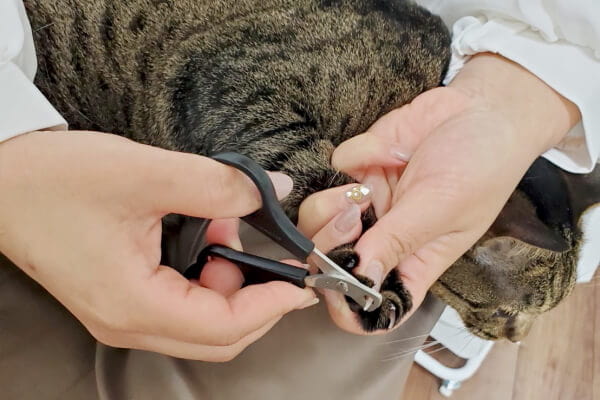 Catsalon Pettise