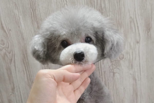 出張訪問トリミングサービス wan care_4