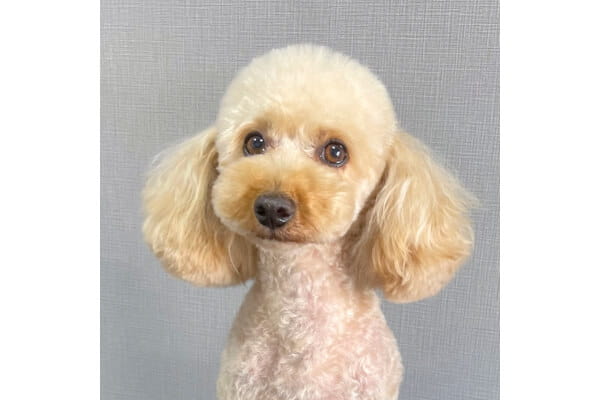 Dog Salon Hion