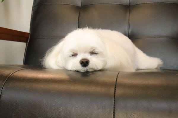 dogsalon alba_2