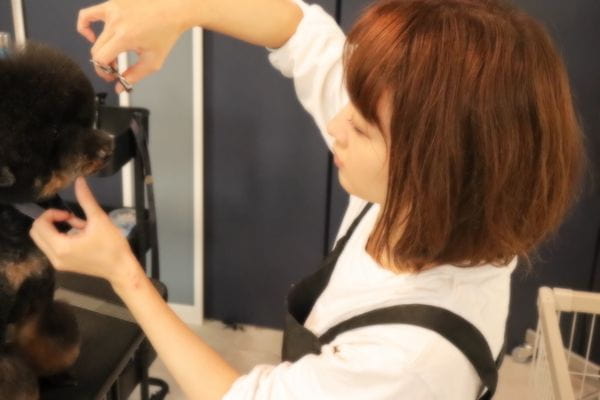 dogsalon alba