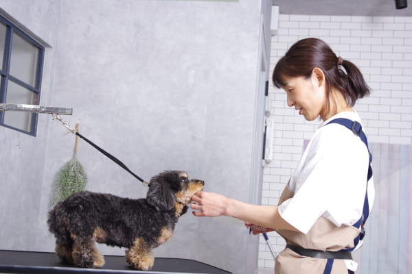 Dog salon Petit Bonheur_4
