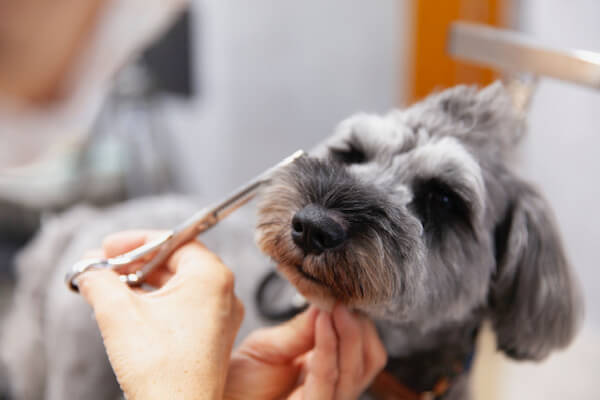 Dog salon Petit Bonheur_4
