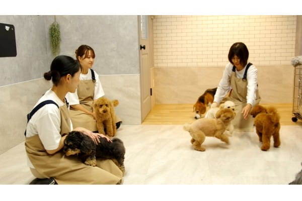 Dog salon Petit Bonheur