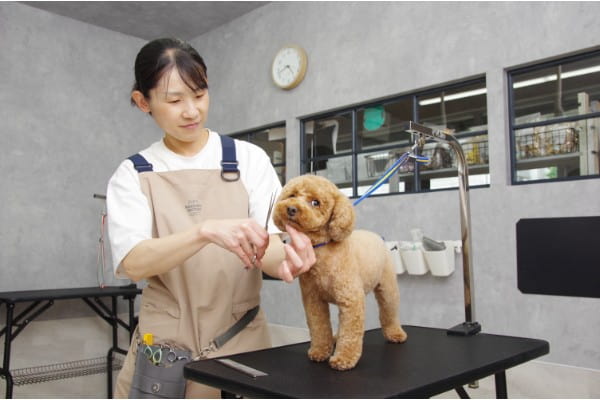 Dog salon Petit Bonheur_1